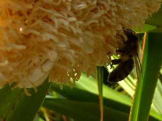 Fleur de vacoa mle - pandanus utilis -  Abeilles