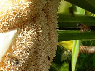 Fleur de vacoa mle - pandanus utilis -  Abeilles