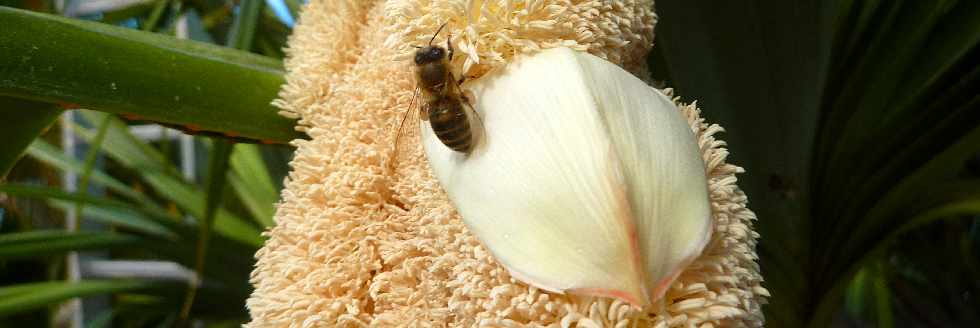 Fleur de vacoa mle - pandanus utilis -  Abeilles