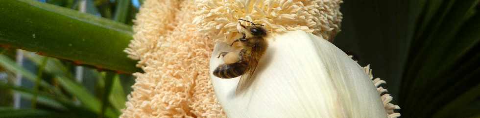 Fleur de vacoa mle - pandanus utilis -  Abeilles