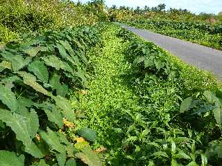 St-Paul - Chemin du Tour des Roches -