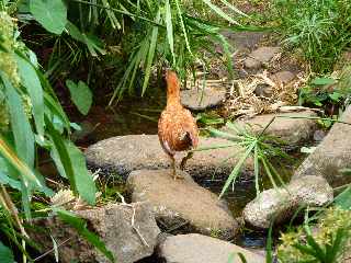 St-Paul - Tour des Roches - Ravine Divon - Poule