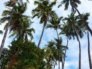 St-Paul - Grande Fontaine - Cocotiers