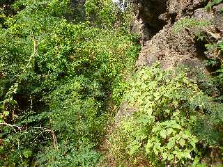 St-Paul - Ravine Bernica - Sentier vers le Bassin Pigeon