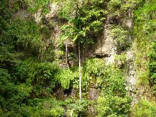 St-Paul - Ravine Bernica - Sentier vers le Bassin Pigeon