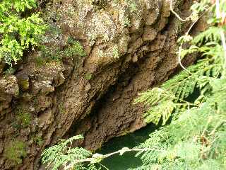 St-Paul - Ravine Bernica - Sentier vers le Bassin Pigeon