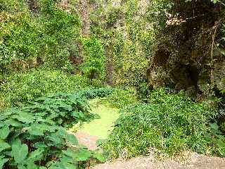 St-Paul - Ravine Bernica - Sentier vers le Bassin Pigeon