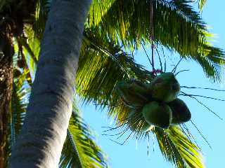 St-Paul - Tour des Roches - Cueillette des cocos