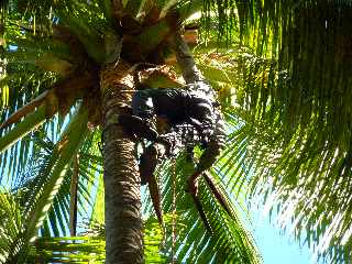 St-Paul - Tour des Roches - Coupe de palmes de cocotiers