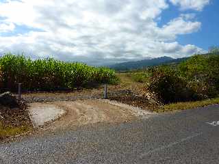 St-Paul -  Champs de cannes de Savanna