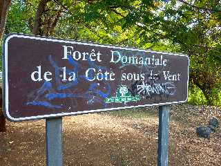 St-Paul - Forêt domaniale de la Côte sous le vent