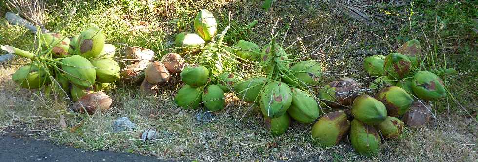 St-Paul - Tour des Roches - Cocos