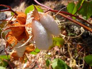 Boucle retour du Bassin Vital - St-Paul -Cotonnier