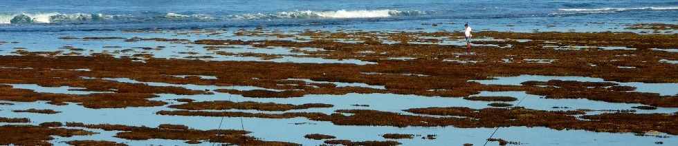 Juillet 2012 - Lagon de St-Pierre  mare basse - Coraux  dcouvert