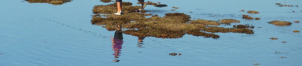 Juillet 2012 - Lagon de St-Pierre à marée basse - Coraux à découvert
