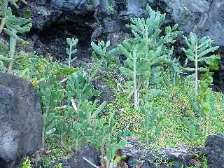 St-Joseph - Plage de galets - Vers le Cap Chevron - Cactus