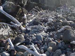 St-Joseph - Plage de galets et bois flotts