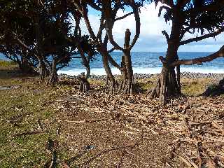 St-Joseph - Vacoas en bord de mer - Piton Babet