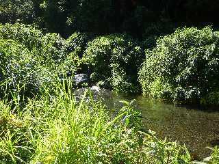 St-Joseph -Sentier vers  le lit de la Rivire des Remparts -