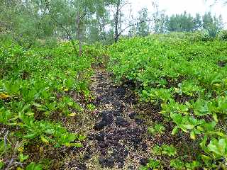 St-Philippe - Baril - Sentier littoral vers le Cap Mchant - Manioc marron bord'mer