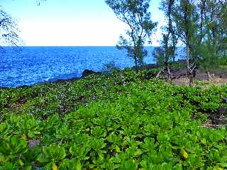 St-Philippe - Sentier littoral du Baril vers le Cap Mchant