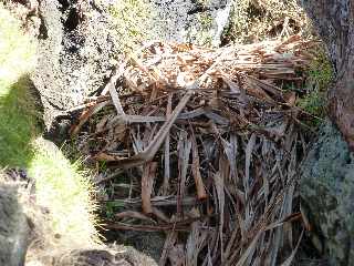 St-Philippe - Sentier littoral - Cap Mchant - Feuilles de vacoa