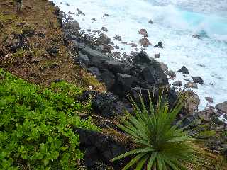 St-Philippe - Littoral proche du Souffleur d'Arbonne -