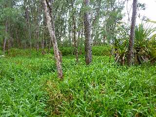 St-Philippe - Littoral  - Sous-bois