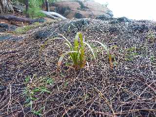 St-Philippe - Littoral  - Replantation de vacoas