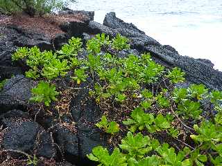 St-Philippe - Littoral  - Manioc marron bord'mer