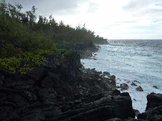 St-Philippe - Littoral  - Manioc marron bord'mer