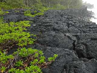 St-Philippe - Littoral  - Manioc marron bord'mer