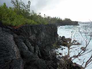 St-Philippe - Littoral  - Manioc marron bord'mer