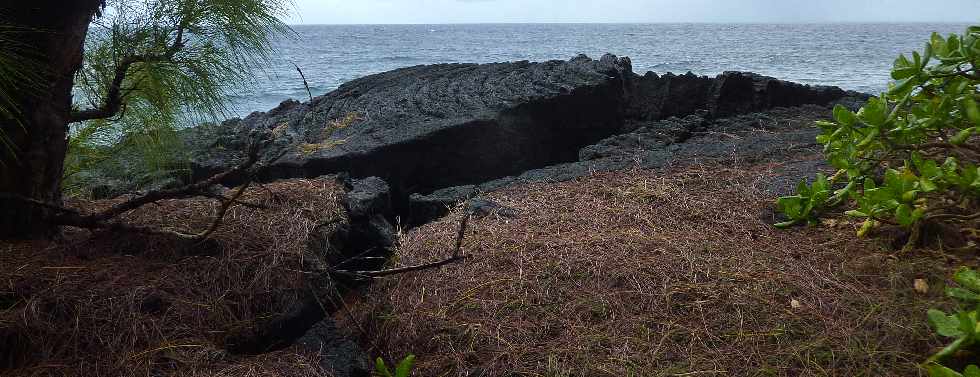 St-Philippe - Littoral  - Manioc marron bord'mer