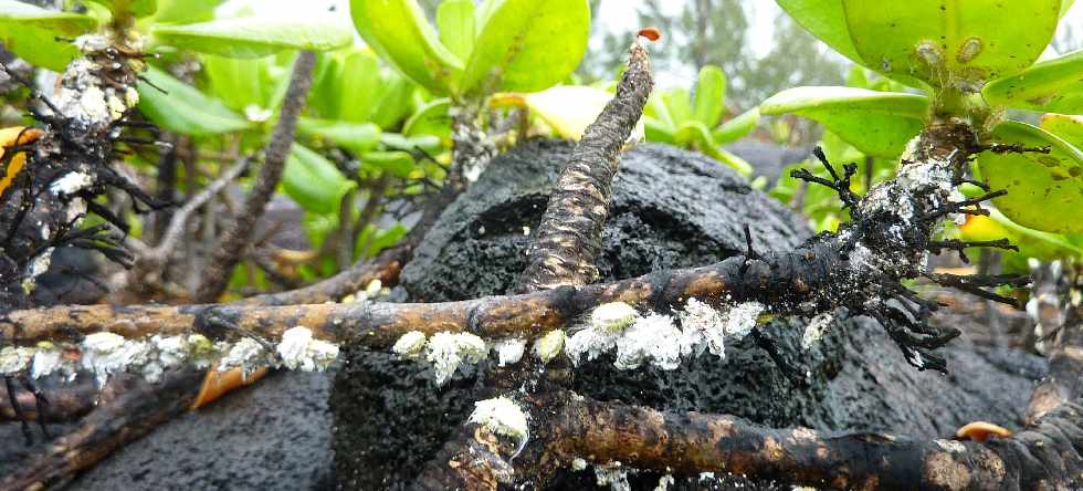 St-Philippe - Littoral  -Manioc marron bord'mer attaqu par les cochenilles