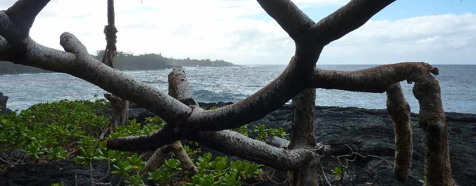 St-Philippe - Sentier du littoral  - Mer Casse - Vacoas