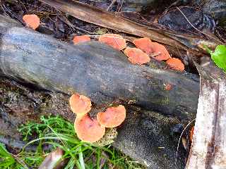 St-Philippe - La Mer Casse - Champignons