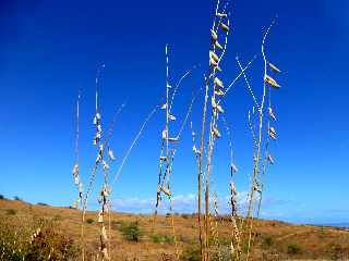 St-Paul - Savane