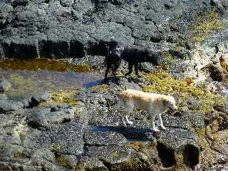 St-Paul - Cap la Houssaye - Chiens