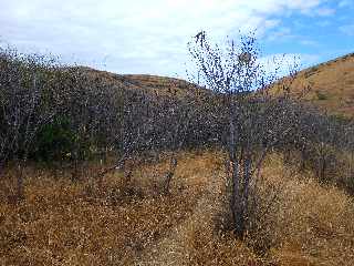 Savane du Cap Champagne