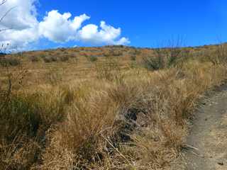 Savane de l'ouest - St-Paul