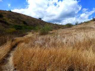 Sentier dans le Petit Bras Canot - St-Paul