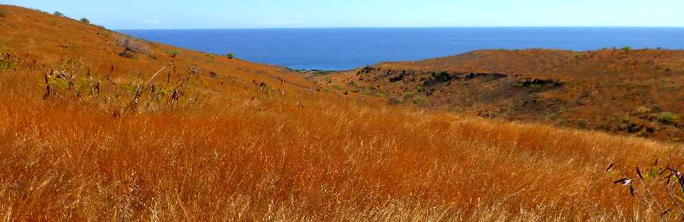 Savane de Saint-Paul - Cap la Houssaye - Ravine Patent Slip