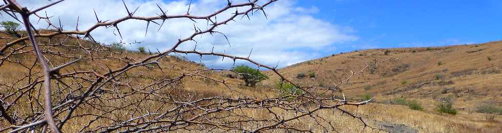 Savane de Saint-Paul - Cap la Houssaye - Ravine Patent Slip - Z'pinards