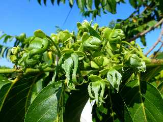 St-Paul - Ylang-Ylang en fleurs