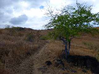 St-Paul -  Savane  Htropogon contortus