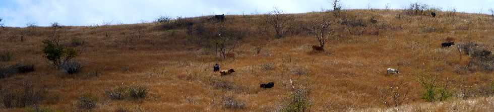 St-Paul - Bovins dans la savane