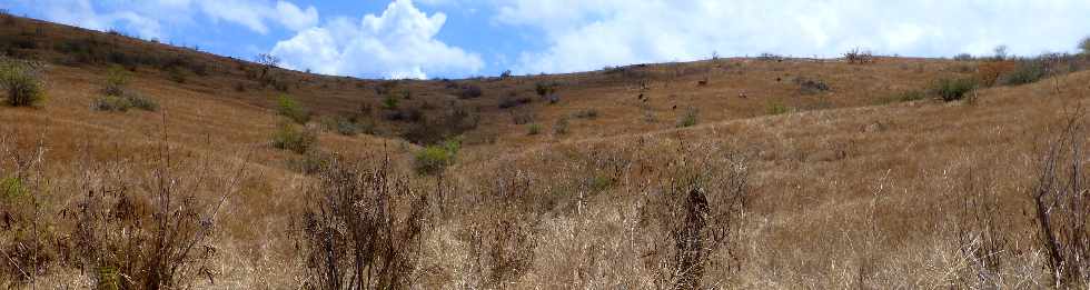 St-Paul - Savane entre la Ravine Fleurimont et Petit Bras Canot