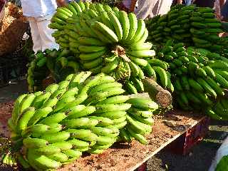 Ravine Blanche - Novembre 2012 - Régimes de bananes