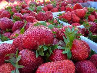 St-Pierre - Ravine Blanche - March forain - Fraises